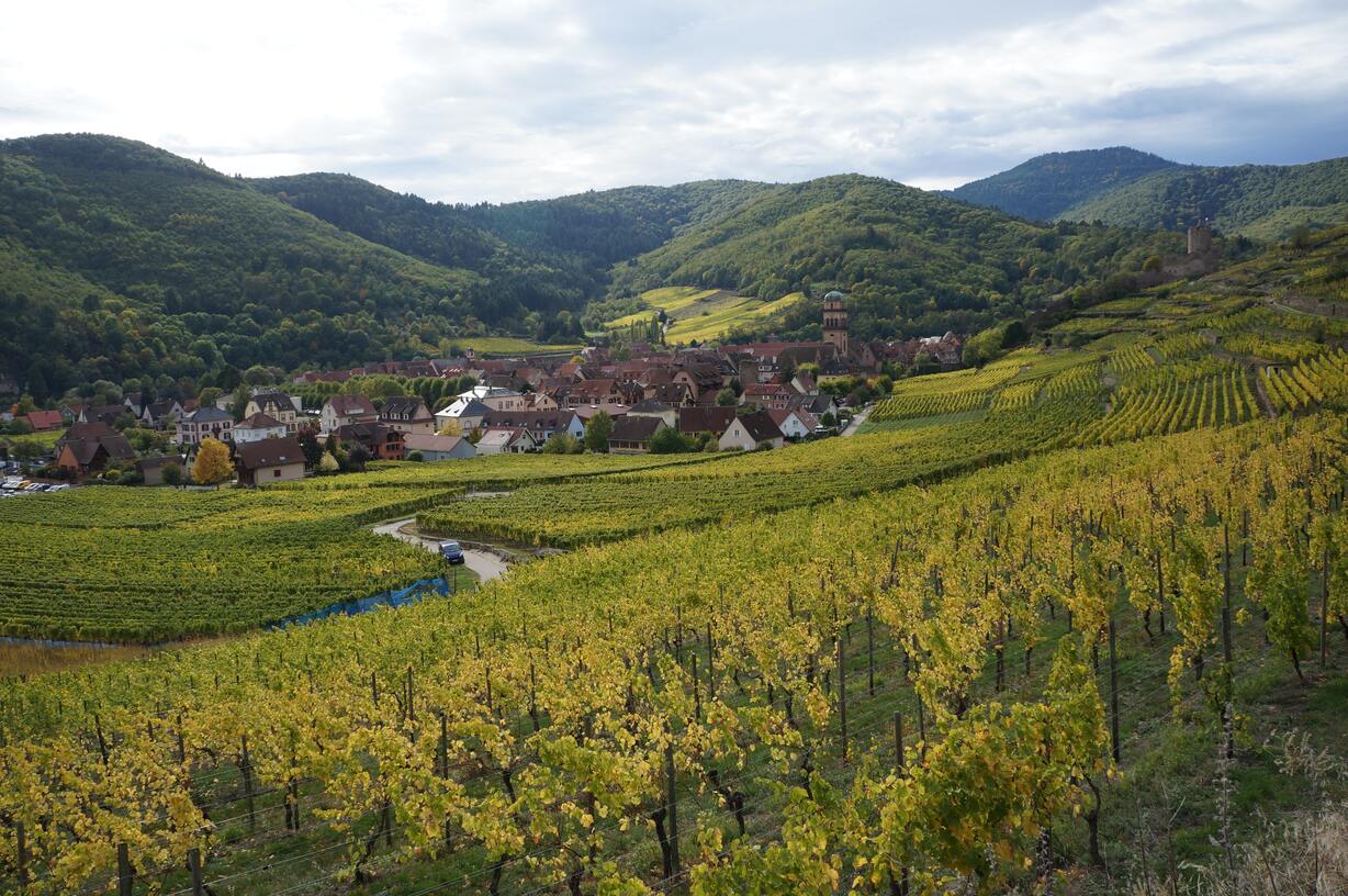 Les plus belles forêts d’Alsace